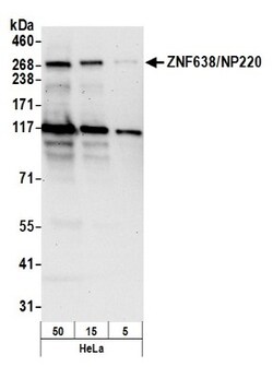 ZNF638 Antibody, Novus Biologicals 0.1 mL | Buy Online | Novus Biologicals | Fisher Scientific